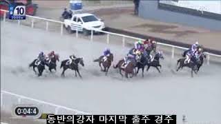 동반의강자 12연승 경주+마지막 출전 경주