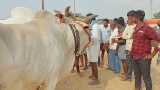 పెబ్బేరు సంతలో భారీ సైజు సేద్యపు ఎద్దులకు జరుగుతున్న రసవత్తర వ్యాపారం | Biggest Bulls in Pebbair