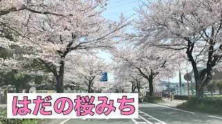 はだの桜みち 全線（神奈川県秦野市）