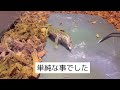 【あまりエサ食べない】サバンナモニターのエサあげ動画