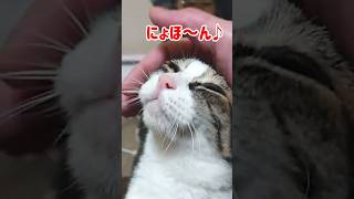 甘えて撫で欲しい猫とそれになかなか気付かない鈍感な飼い主 #Shorts