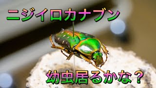 【ニジイロカナブン】一杯放置したブンブンの産卵セットを暴いたよ！【ぴぴんap】Stephanorrhina guttata