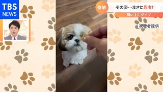 【一押し映像】俊敏！まるで“忍者犬”