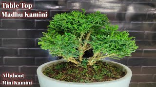 Table top Madhu Kamini | how to grow Madhu Kamini plant | Madhu Kamini plant care | bonsai plants