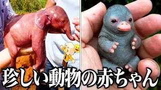 【衝撃】実在する動物ランキングがツッコミどころ満載だったwwwwww傑作選#16【なろ屋】【ツッコミ】【都市伝説】