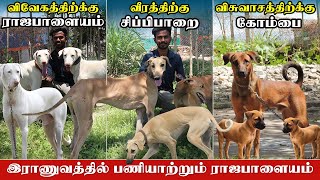 தமிழ்நாட்டின் பாரம்பரிய நாட்டுநாய்களான ராஜபாளையம், கன்னி, சிப்பிப்பாறை, கோம்பை ஒரே இடத்தில் SaraPets