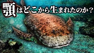 【ゆっくり解説】顎の進化　顎は元々〇〇だった！その意外な起源とは！？