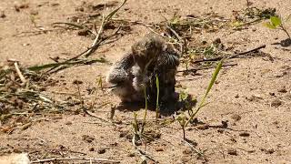 Fieldfare chick (Turdus pilaris) fallen out of the nest in spring