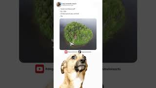 dog caramelo reacts #memes #shortsmemes