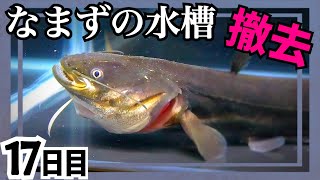 ナマズの水槽を撤去する。　【痩せたナマズ17日目】