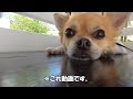 2024の沖縄旅行！犬とペット可の食事best way①