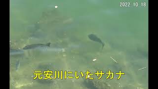 元安川にいたサカナ　　（広島市　2022.10.18)