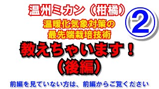 【温州ミカン（カンキツ）】温暖化気象対策の最先端栽培技術　全部教えちゃいます！（後編）　佐世保温州、高糖度！連年結果！の秘訣は、切り上げ剪定と低窒素栽培など、そのノウハウを大公開！（サンビオティック）