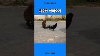 닭을 엄마로 잘못알고있는 애기오리들~~~~서운한 오리엄마  #shorts #오리