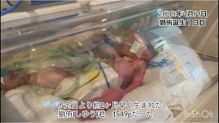 1,500gで生まれた超未熟児男の子ベビー。出産直後から、NICU での実録ドキュメント　生後7日目まで編　しゆうちゃんねる　妊娠高血圧重症　緊急帝王切開