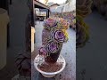 #Shorts | Succulent Ideas from Recycling #succulents #suculentas #다육이들 #多肉植物