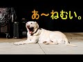 呼び込む気が無い呼び込みくんのテーマ　フリーbgm