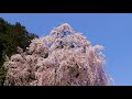 梅岩寺の枝垂れ桜満開