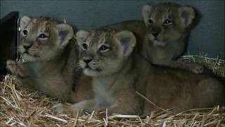 Leeuwenwelpjes Diergaarde Blijdorp update 6 oktober