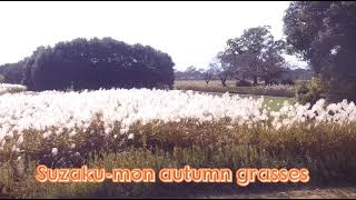 Suzaku-mon autumn grasses (Nara-shi 🇯🇵)