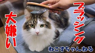 メインクーン「まる」　ブラッシング嫌いな猫だと生キズ絶えません　ねこずちゃんねる391 #猫 #ねこ #cat #大きい猫 #巨大猫