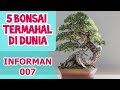 ADA YANG HARGA RATUSAN MILIAR, BERIKUT 5 BONSAI TERMAHAL DI DUNIA