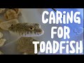 Caring For Toadfish | Full Care Guide!