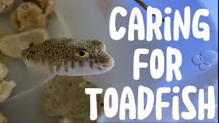 Caring For Toadfish | Full Care Guide!