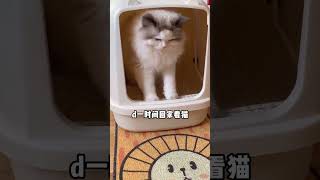 猫养人的几个小特征