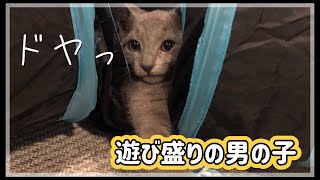 【ロシアンブルー】トンネル遊びが大好きな猫が可愛すぎたw The cat who loves to play in the tunnel was too cute.