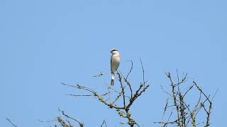 Сорокопуд чорнолобий • Чернолобый сорокопут • Lesser grey shrike • Lanius minor