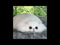 「猫好き必見！」かわいすぎる猫・子猫の笑える癒される動画