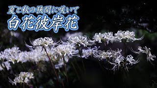 白花彼岸花「夏と秋の狭間に咲いて」 2022 White licorice Kanagawa Japan 神奈川県 大和市 常泉寺  紅い曼殊沙華の見頃は間近 花の名所100選 4K