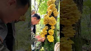 Harvesting wild golden oyster mushrooms in the mountains.#workers #farming #satisfying