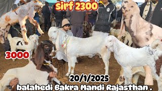 balahedi Bakra Mandi Rajasthan live update 20/1/2025 Sabse Badi Bakra Mandi Rajasthan