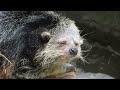 「ビントロング binturong」 高知県立のいち動物公園 2023 05 16