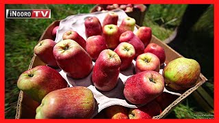 Ũrĩmi wa Wambugu Apple, Nyandarua #MũgamboWaMũrĩmi PART 2