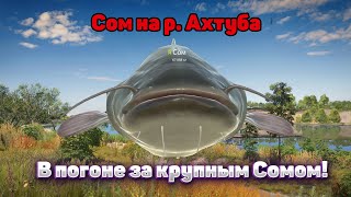 ОЧЕРЕДНАЯ ПОПЫТКА СЛОВИТЬ КРУПНОГО СОМА  на р. АХТУБА | РУССКАЯ РЫБАЛКА 4 | СТРИМ