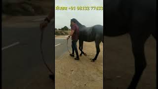 ਦੋ ਮਾਰਵਾੜੀ ਘੋੜੀਆਂ ਵਿਕਾਊ ਅਾ,,two marwari mare for sale