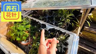 植物冷藏室开箱 - 2022春，看看一个冷冬过后的状况 - coldframe