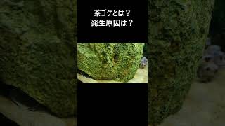 【コケ対策①】茶ゴケとは？発生原因は？ ＃コケ対策＃アクアリウム＃水槽