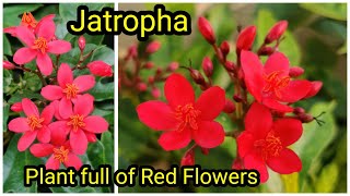 Jatropha Complete Plant Care | All Season Flowering Plant | വർഷം മുഴുവനും പൂക്കൾ തരുന്ന ജട്രോഫ