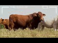 🔴 maternal beefmaster ability ✅ biggest bulls and cow