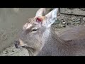 2022.3.29東京上野鳥散歩・エゾシカの角落ち