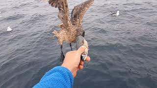 Feeding a Great Skua aka Bonxie by hand.