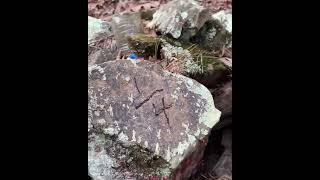 Nice GLO stone with USFS monument.