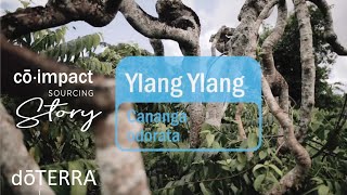 Ylang Ylang Essential Oil - doTERRA Sourcing Story