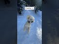 dogs catching snowballs in slow motion ❄️