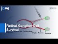 Optic Nerve Crush Injury Murine Model To Study Retinal Ganglion Cell Survival l Protocol Preview