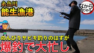 【新潟糸魚川　サビキ釣り】能生漁港で5種目目指してサビキ釣り